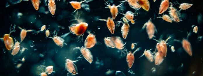 Aquatische ecologie